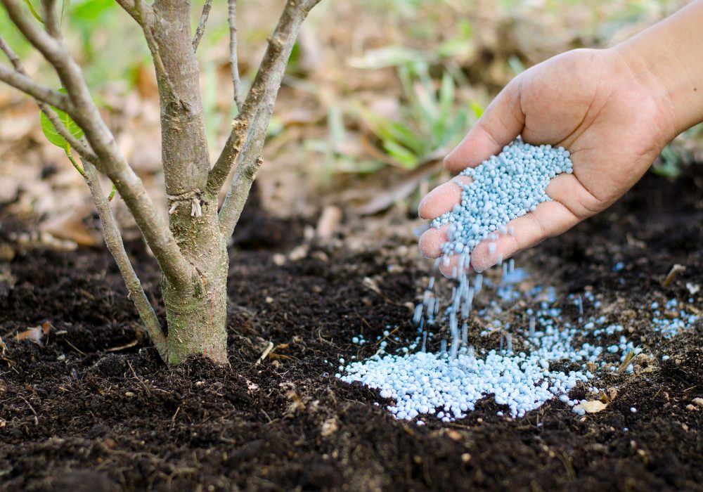 Close up farmer hand giving chemical fertilizer to young tree